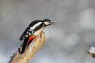 Great spotted woodpecker (Dendrocopos major) female sitting on a branch ready to jump, Animals,