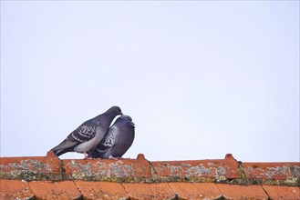 City pigeons, spring, Germany, Europe