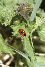 Ladybird, Spring, Germany, Europe