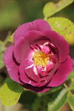 Garden rose or rose 'Rhapsody in Blue' (Rosa hybrida), flower, ornamental plant, North