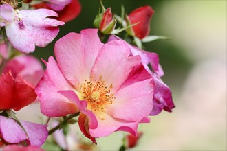Garden rose or rose 'Pretty Sunrise' (Rosa hybrida), flower, ornamental plant, North