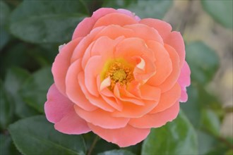 Garden rose or rose 'Intarsia' (Rosa hybrida), flower, ornamental plant, North Rhine-Westphalia,