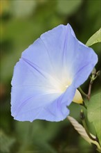 Three-colored morning glory (Ipomoea tricolor), flower, native to Mexico, ornamental plant, North