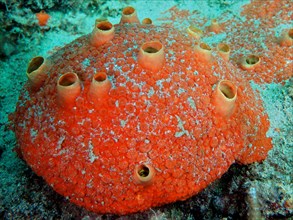 Red drilling sponge (Cliothosa delitrix), dive site Nursery, Pompano Beach, Florida, USA, North
