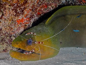 Green moray (Gymnothorax funebris) at cleaning station, with banded coral shrimp (Stenopus