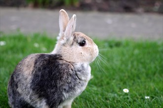 Rabbit (Oryctolagus cuniculus domestica), portrait, ears, cute, The domestic rabbit has its ears