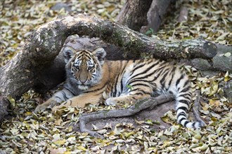 A tiger young resting under a tree, surrounded by autumn leaves, Siberian tiger, Amur tiger,