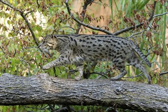 Wildcat moving nimbly over a tree trunk, surrounded by autumnal branches, fishing cat (Prionailurus