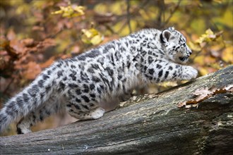 A snow leopard stretching on a tree trunk with a colourful autumn leaf background, snow leopard,