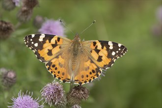 Painted lady butterfly (Vanessa cardui) adult feeding on Creeping thistle flowers, Suffolk,