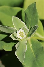 White-egded spurge (Euphorbia marginata), flower and leaves, native to North America, ornamental