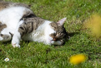 Snoozing and contented domestic cat (Felis catus), Blaustein, Baden-Wuerttemberg, Germany, Europe