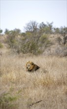 Lion (Panthera leo), adult male, sitting in high grass, Kruger National Park, South Africa, Africa