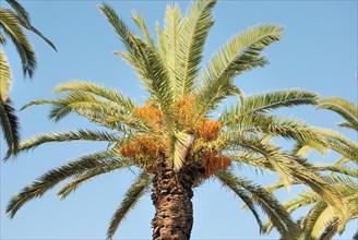 A palm tree laden with dates under a clear blue sky on a sunny day