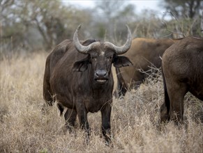 African buffalo (Syncerus caffer caffer), in dry grass, animal portrait, Kruger National Park,