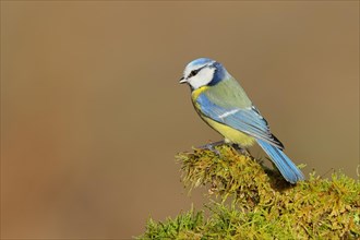 Blue tit (Parus caeruleus), sitting on moss-covered dead wood, back view, Wilnsdorf, North