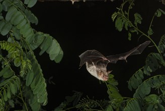Greater mouse-eared bat (Myotis myotis) in flight hunting for insects, near Lovech, Bulgaria,