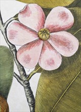 Flower, balsam tree (Commiphora opobalsamum, Amyris opobalsamum) hand-coloured copperplate