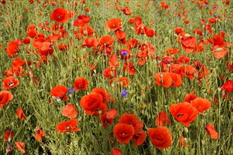 Poppy flowers (Papaver rhoeas), Baden-Wuerttemberg, A field full of blooming poppies forms a lush