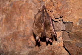 Greater mouse-eared bat (Myotis myotis), hibernating in a cave, North Rhine-Westphalia, Germany,
