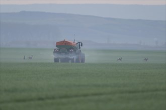 Tractor with fertiliser spreader and european roe deers (Capreolus capreolus) in a grain field,