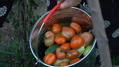 Tomatoes and zucchini in a bucket. Selective focus