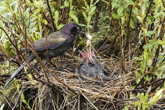 Common grackle (Quiscalus quiscula) feeding the babies in the nest with a frog, La Mauricie