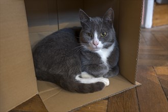 Cat sitting in a cardboard box, Mecklenburg-Vorpommern, Germany, Europe