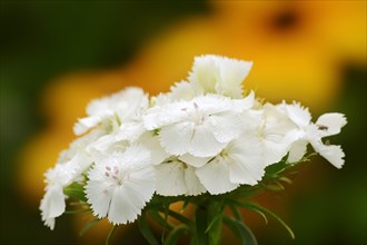 Bearded carnation or garden sweet william (Dianthus barbatus), flowers, ornamental plant, North