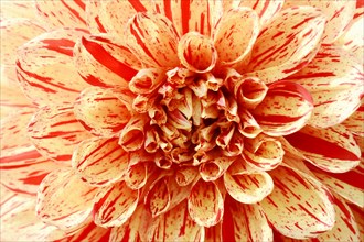 Dahlia 'Connell's Gloriosa' (Dahlia Hybride), detail of flower, ornamental plant, North