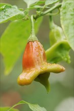 Pepper or bell chilli (Capsicum baccatum), fruit, North Rhine-Westphalia, Germany, Europe