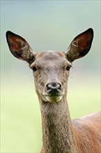 Red deer (Cervus elaphus), doe, portrait, North Rhine-Westphalia, Germany, Europe