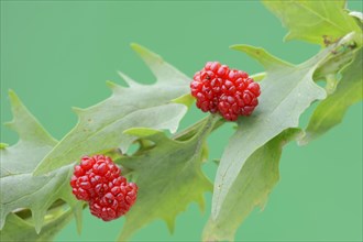 Strawberry spinach (Chenopodium foliosum, Blitum virgatum), fruit, vegetable and ornamental plant,