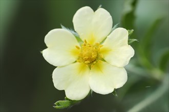 Tall cinquefoil or upright cinquefoil (Potentilla recta), flower, North Rhine-Westphalia, Germany,
