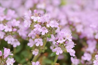 Early-flowering thyme or cushion thyme (Thymus praecox), flowers, garden plant, North