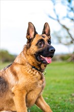 Vertical portrait of a German Shepherd with ears up and tongue out. The German Shepherd is the best