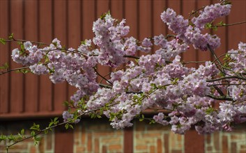 Flowering Winter Cherry (Prunus x subhirtella) 'Autmnalis ' rosea at halftimbered house in Ystad,
