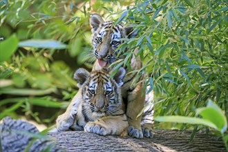 Two tiger cubs playing on a tree trunk and one looking curiously, Siberian tiger, Amur tiger,