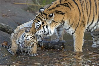 An adult tiger playing with a young tiger at the water's edge, Siberian tiger, Amur tiger,