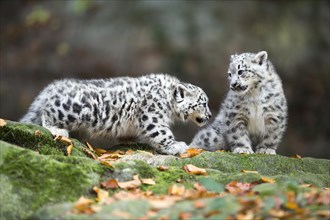 Two playing snow leopard cubs on a mossy rock, Snow leopard, (Uncia uncia), young
