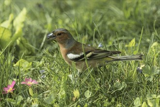 A male common chaffinch (Fringilla coelebs) standing in the green spring grass, Baden-Wuerttemberg,