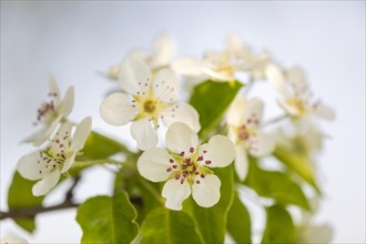 Pear tree blossom (Pyrus), pome fruit family (Pyrinae), meadow orchard, spring, Langgassen,