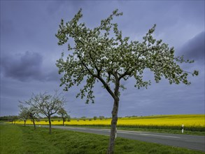 Flowering apple trees along a road, avenue, rape field, field with rape (Brassica napus),
