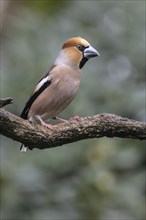 Hawfinch (Coccothraustes coccothraustes), Emsland, Lower Saxony, Germany, Europe