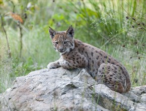 Eurasian lynx (Lynx lynx), young lying on a rock and looking attentively, captive, Germany, Europe