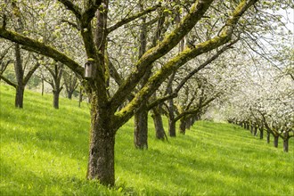Orchard meadow, blossoming apple trees, nesting box, Baden, Wuerttemberg, Germany, Europe