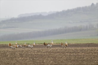 Several great bustards (Otis tarda) in a field, cockerels, Lower Austria, Austria, Europe