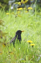 Blackbird, April, Germany, Europe