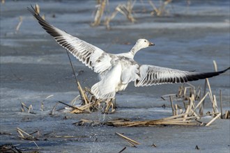 Snow goose (Anser caerulescens), juvenile taking off on a frozen marsh, lac Saint-Pierre biosphere
