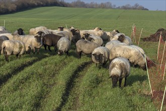 Black-headed domestic sheep (Ovis gmelini aries) on pasture, Mecklenburg-Western Pomerania,